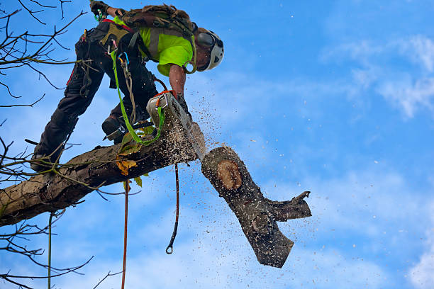 Best Fruit Tree Pruning  in Verona, PA